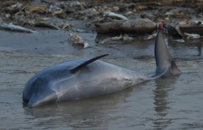 Over 100 Dolphins Death in Amazon Due to Heat Wave